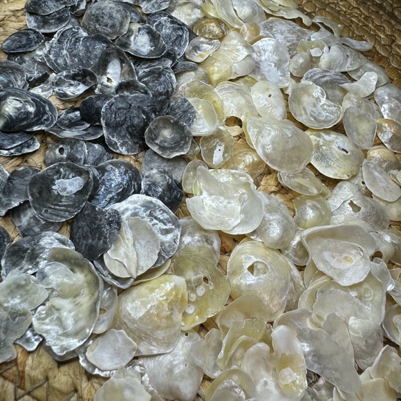 REAL HAND PICKED FLORIDA JINGLE SHELLS SEASHELLS DIY CRAFTING CRAFTS MIXED LOT - Picture 5 of 16